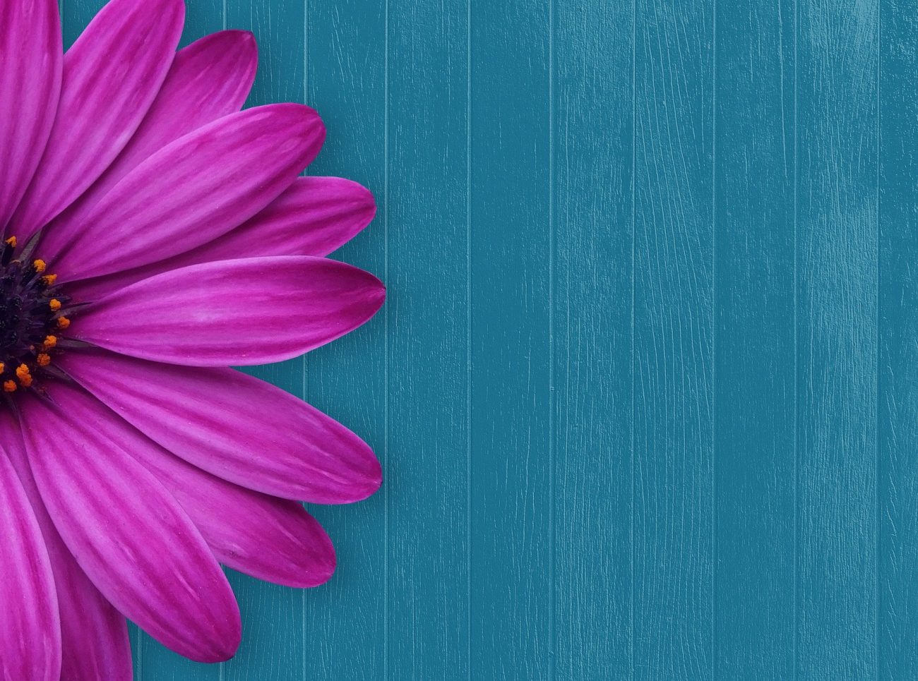 Purple flower