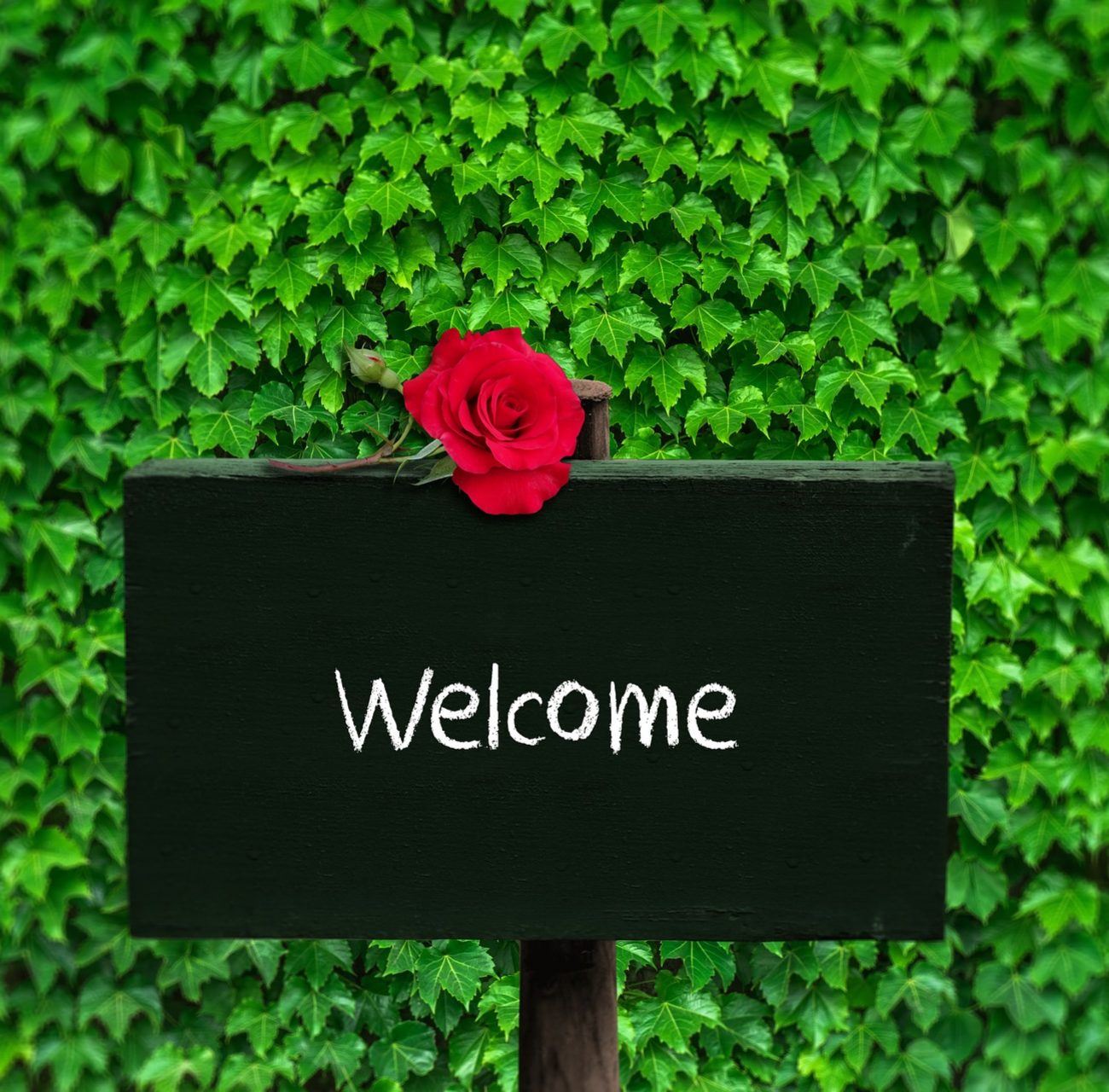 Welcome with red rose and green background Welcome with red rose and green background